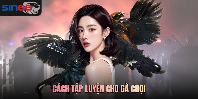 Cách tập luyện cho gà chọi