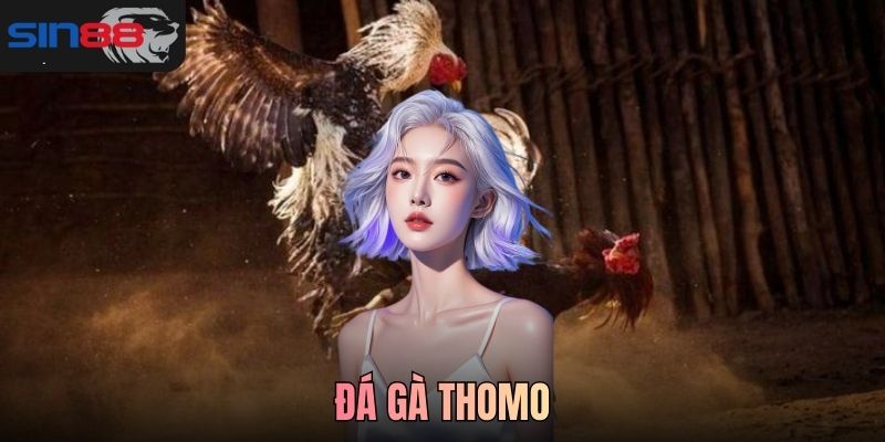 Đá gà Thomo